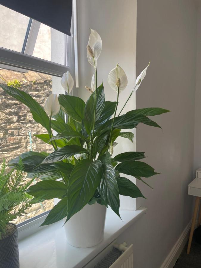Great 2 Bedroom Flat Plymouth Extérieur photo